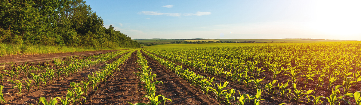 Field of corn growing in the sunlight.